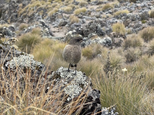 Moorland Chat (Pinarochroa sordida), photo 4