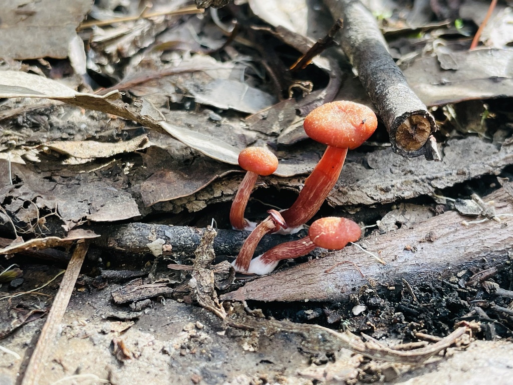 Laccaria laccata · September 2023 · photo: © fonturbel (iNaturalist, cc-by)