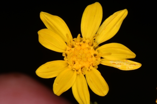 Image of Stenotus armerioides by (c) Darrin Gobble, some rights reserved (CC BY)