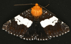 Buzara latizona