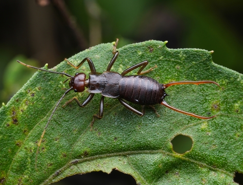 Forficulidae nuotrauka