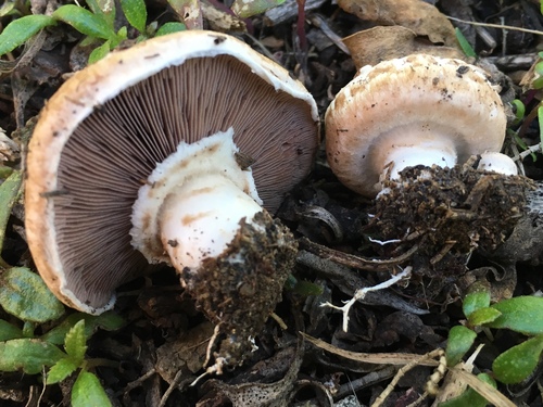 Agaricus bisporus — (c) Adam J. Searcy, some rights reserved (CC BY)