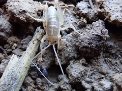 Rhaphidophoroidea