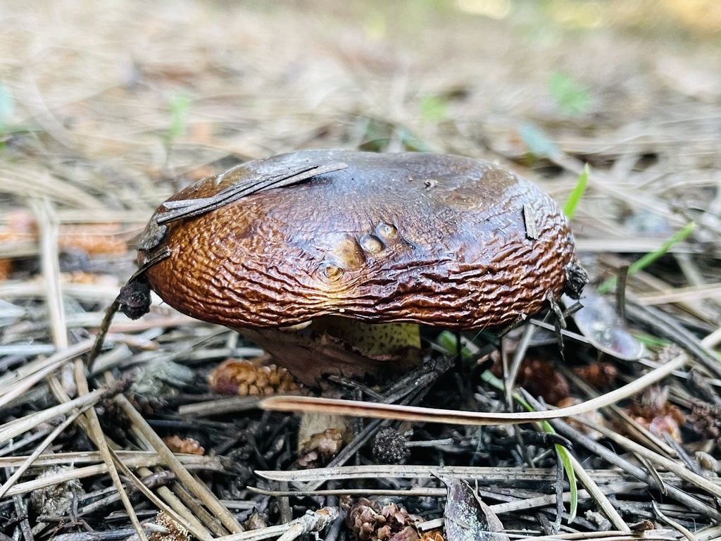 Suillus luteus · September 2023 · photo: © fonturbel (iNaturalist, cc-by)