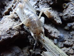Rhaphidophoroidea