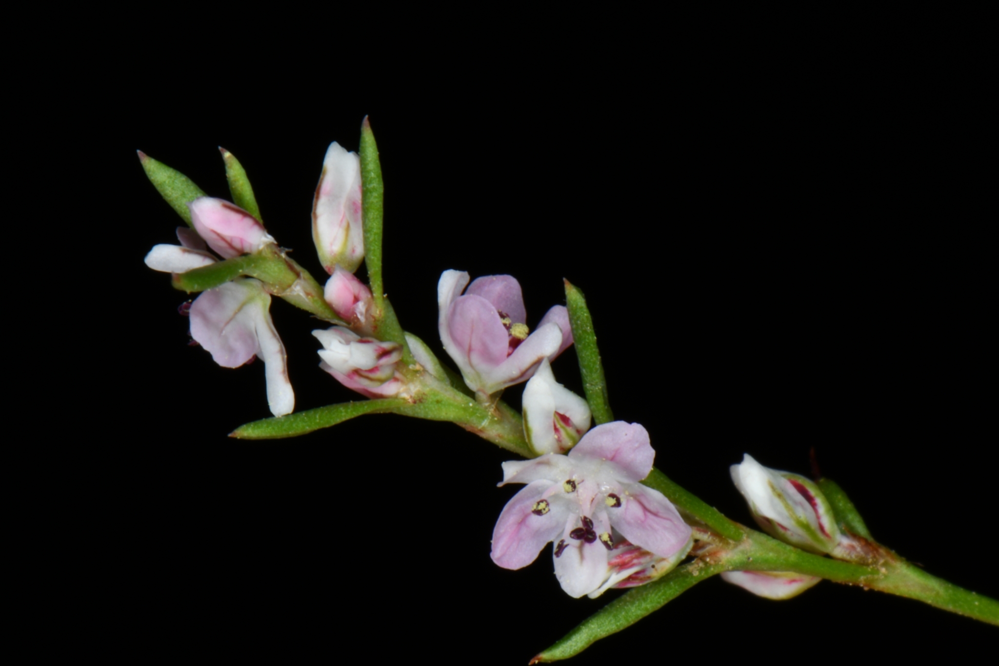 Polygonum utahense