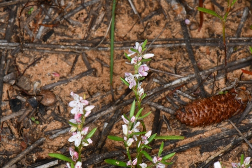 Image of Polygonum utahense by (c) Darrin Gobble, some rights reserved (CC BY)