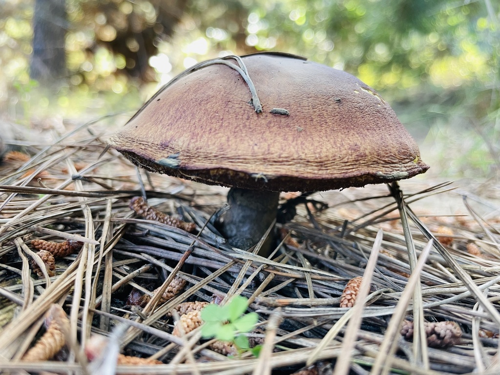 Suillus luteus · September 2023 · photo: © fonturbel (iNaturalist, cc-by)
