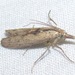 Alligatorweed Stemborer Moth - Photo (c) Chuck Sexton, some rights reserved (CC BY-NC), uploaded by Chuck Sexton