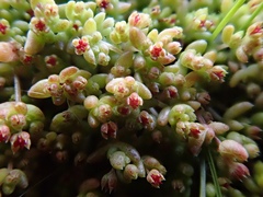 Crassula connata