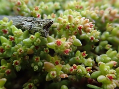Crassula connata