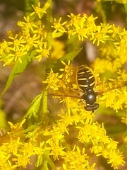 Sericomyia chrysotoxoides image