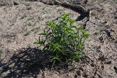 Penstemon spectabilis