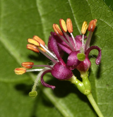 Lonicera maximowiczii