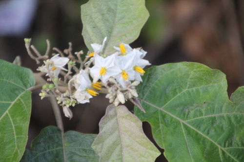 Solanum whalenii