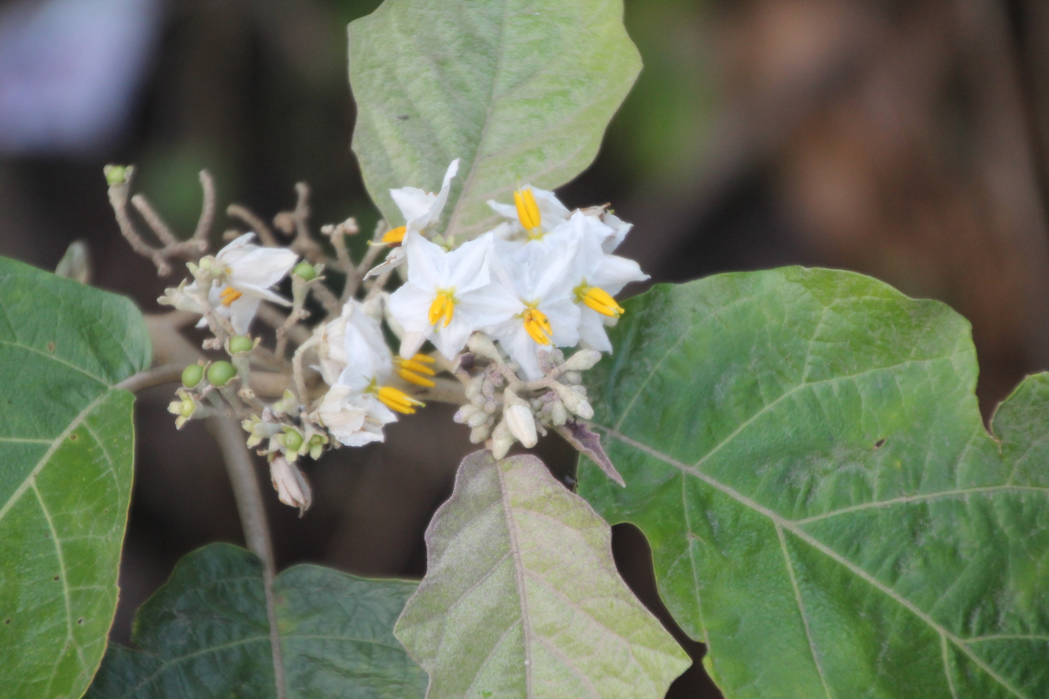 Solanum whalenii