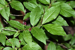 Lonicera maximowiczii