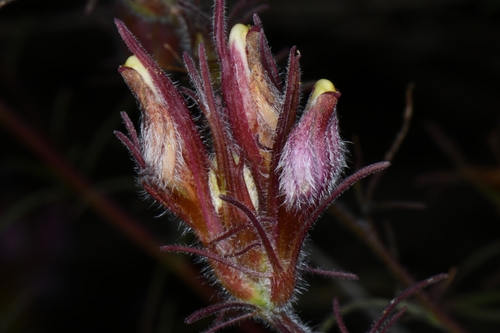 Image of Cordylanthus kingii by (c) Darrin Gobble, some rights reserved (CC BY)