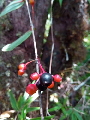 Medinilla micranthera image