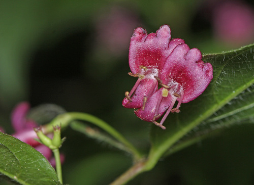 Lonicera maximowiczii