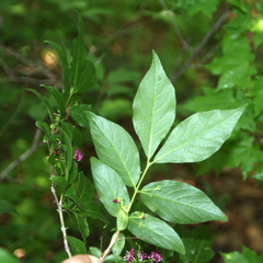 Lonicera maximowiczii