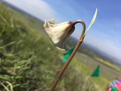Fritillaria striata