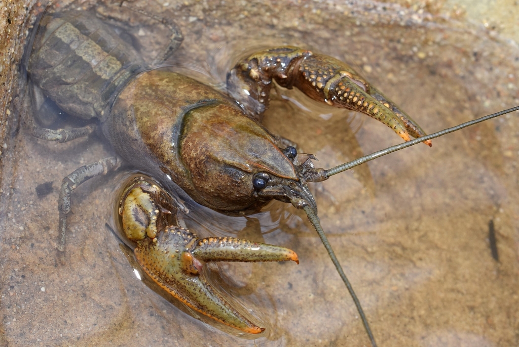 Brawny Crayfish