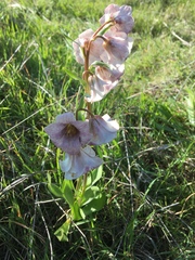Fritillaria striata
