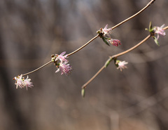 Lonicera praeflorens