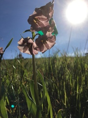 Fritillaria striata