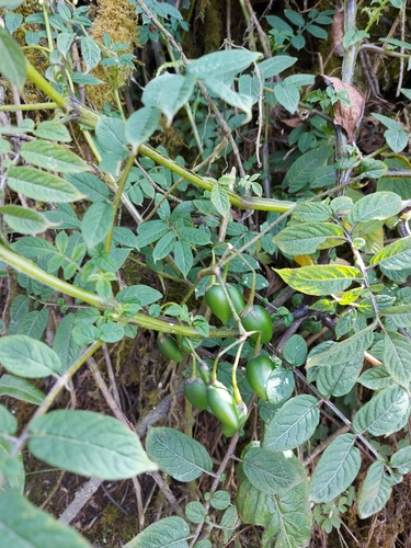 Solanum colombianum