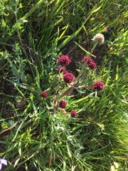 Sanicula bipinnatifida