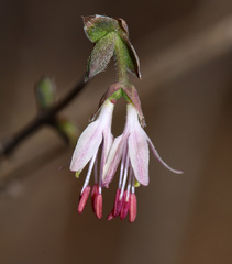 Lonicera praeflorens