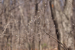 Lonicera praeflorens