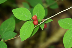 Lonicera praeflorens