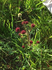 Sanicula bipinnatifida