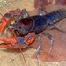 Cambarid Crayfishes - Photo (c) Mignoffo, some rights reserved (CC BY-NC), uploaded by Mignoffo
