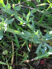 Sanicula bipinnatifida