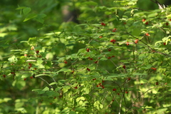 Lonicera praeflorens