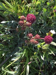 Sanicula bipinnatifida