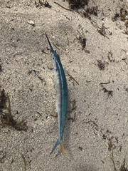 Hemiramphus brasiliensis