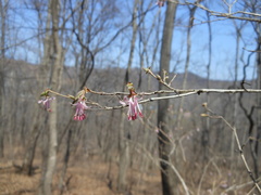 Lonicera praeflorens