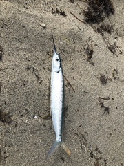 Hemiramphus brasiliensis
