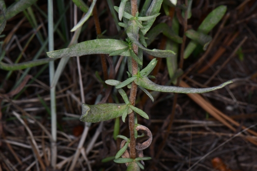 Image of Symphyotrichum falcatum by (c) Darrin Gobble, some rights reserved (CC BY)