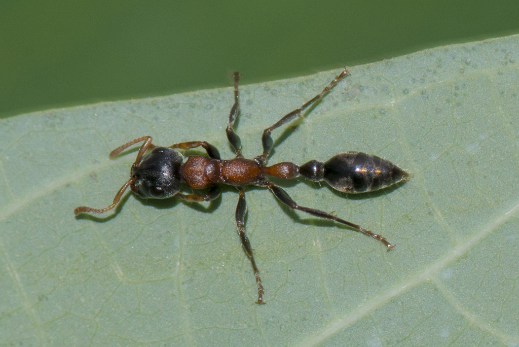 红黑细长蚁 Arboreal Bicolored Ant (西双版纳的蚂蚁) · iNaturalist