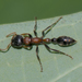 Arboreal Bicolored Slender Ant - Photo (c) Vijay Anand Ismavel, some rights reserved (CC BY-NC-SA)