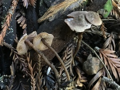 Pseudobaeospora stevensii image