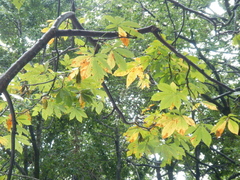 Aesculus indica
