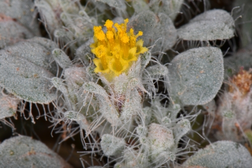 Image of Psathyrotes pilifera by (c) Darrin Gobble, some rights reserved (CC BY)