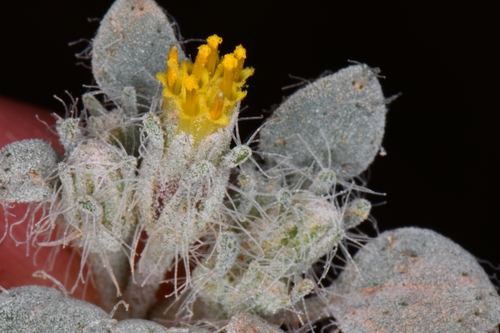 Image of Psathyrotes pilifera by (c) Darrin Gobble, some rights reserved (CC BY)